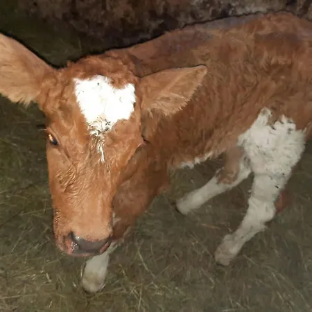 Bauernhof Esserhof  Nationalpark Gesäuse Ardning