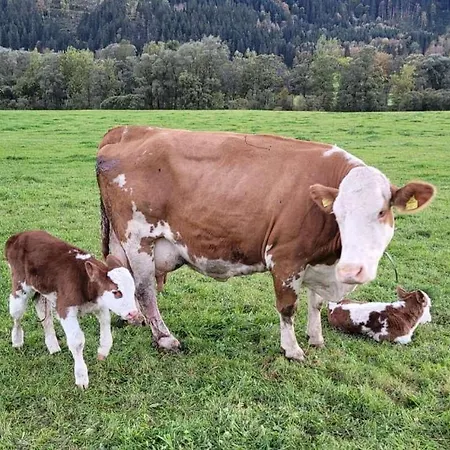 Esserhof  Nationalpark Gesäuse