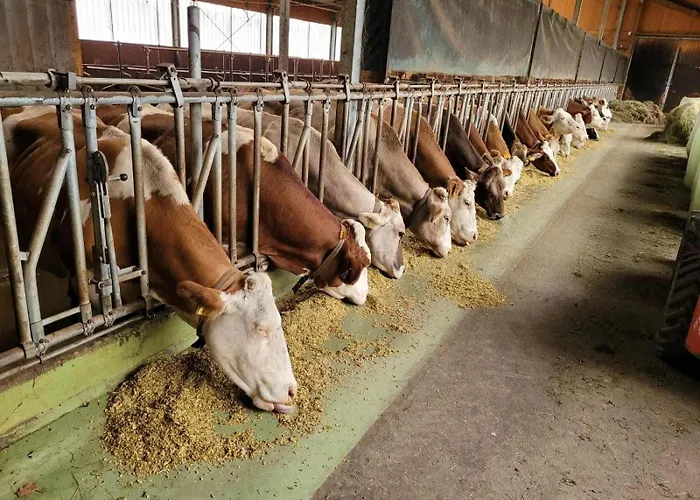 Alloggio per agriturismo 